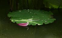 珠落玉盘