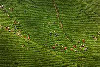 茶山春色