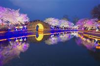 夜间赏樱