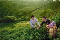 采茶
