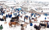 瑞雪牛市