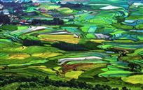 锦绣田园