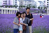 花海自拍