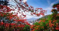 花城新貌