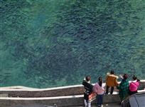 鱼游浅底