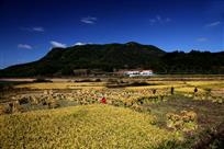 山村秋收