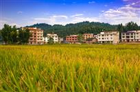 家乡田园新景（组照）