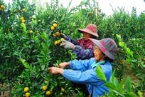 喜摘丰收果