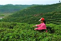 《茶山红孩》