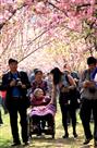 《赏花时节》
