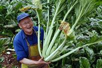 《菜农的喜悦》