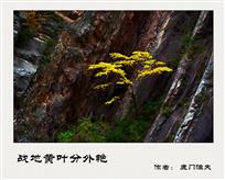 战地黄叶分外艳