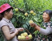 《婆媳喜摘水蜜桃》