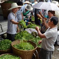 我家茶叶怎么样
