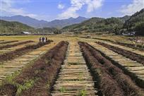 美丽的田野