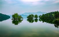 水上森林