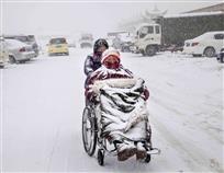 雪中情