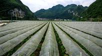 葡萄基地