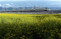 和谐号列车穿越花海