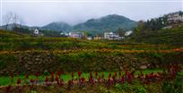 秀美山村