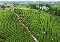 茶忙
