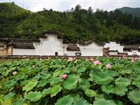 莲（廉）