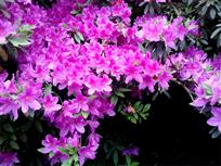 繁花似锦