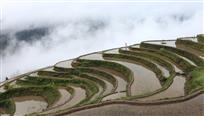 山村春早