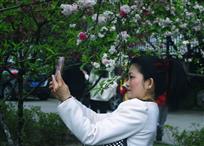 人面桃花
