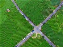 绿色茶园