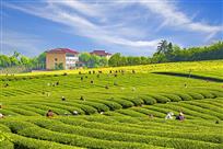 喜采春茶