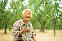来我家枣园吃枣