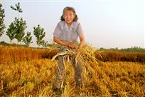 拾麦老人