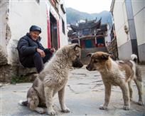 祠堂老人与狗