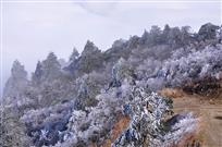 高山雾松