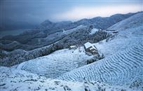 茶园雪景