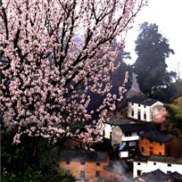 花映山村