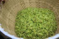 铁皮枫斗晶花