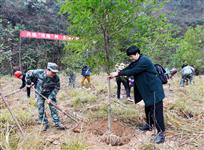合种清廉树