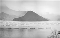 千岛湖养殖