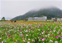 花海漫步
