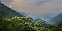 高山花开