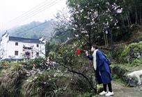 淳朴伊人