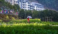 春到山乡