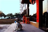 看家犬