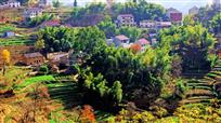 村中林，林中村