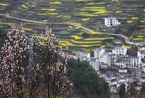 春到山村