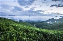 茶园晨曦