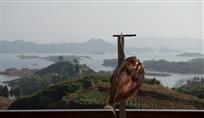 临泽而渔