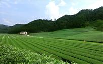 茶园秋色
